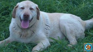 Picture of Happy Labrador Retriever